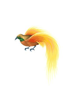 Exotic Cendrawasih bird painting, Greater Bird of Paradise with long yellow feathers.