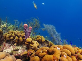 Colorful tropical reef with corals, sponge, fish and blue water. Parrotfish and damsel with coral reef. Underwater photo, scuba diving on the reef. Corals in the blue and marine life. © blue-sea.cz