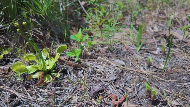 Venus Fly Traps growing in Carolina Beach State Park, in the wild