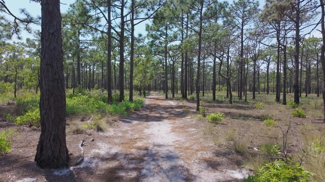 Ground level footage of maritime forest and trails in Carolina Beach State Park, long leaf pine forest