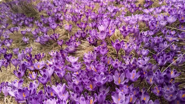Massive bloom of purple crocus flowers on Dragobrat in Carpathian mountains, Ukraine. Beautiful spring landscape with Mount Bliznitsa in the background and white snow melting on a mountain meadow.