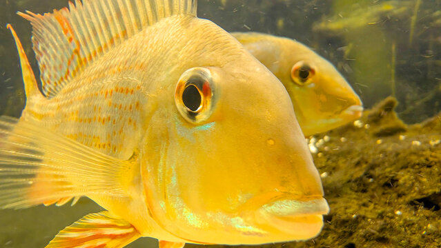 Golden yellow cichlid swimming in a freshwater aquarium, fins and scales catching light with glass reflections and a softly blurred companion in the background
