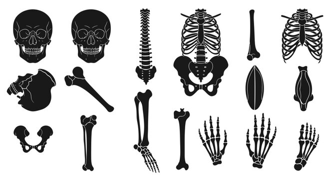 Human Skeleton Anatomy Icons: Skulls, Ribs, Spine, Bones & Hands