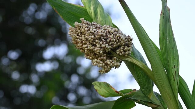 Jowar grain sorghum crop farm. Fresh healthy high fiber organic food jowar millet.
