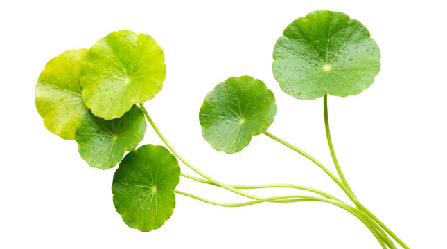Fresh Gotu Kola leaves on stems, organic Centella Asiatica plant for herbal medicine, green pennywort foliage for skincare and wellness isolated on Transparent Background