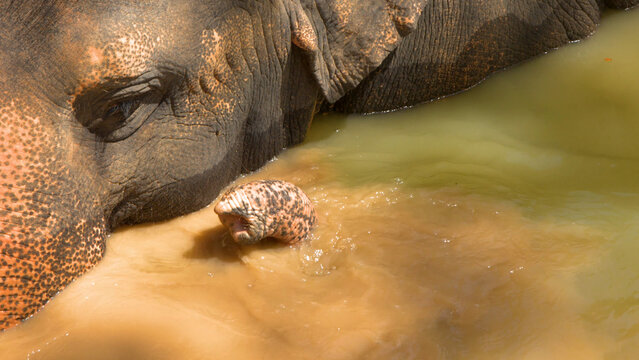 Close Up of an Asian Elephant Submerged in Muddy Water in Phuket