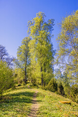 Fototapeta premium Footpath on a hill ridge with lush green birch trees a sunny spring day