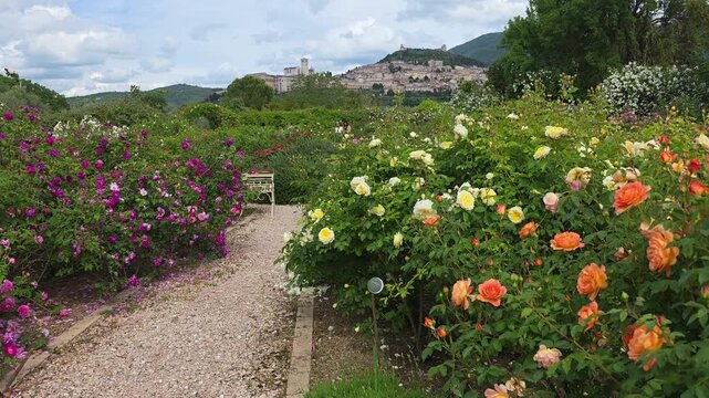 Scenic gravel path winding through a blooming English rose garden in Assisi, Umbria, Italy