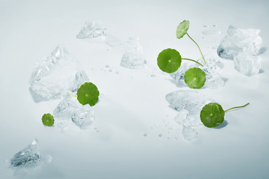 Fresh gotu kola leaves and crystal ice arranged in a clean minimal composition with empty center space for cosmetic product placement and skincare advertising design.