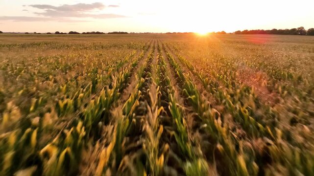 low angle shot flying through rows of ripe cornfield at sunset, golden hour light, agriculture, summer harvest, natural landscape