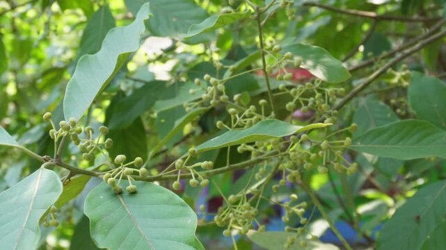 Singkil medicinal tropical foliage