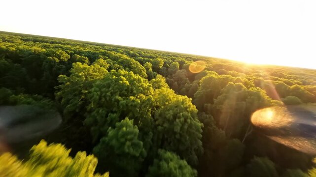 Aerial drone footage flying over lush green forest canopy at sunset, golden sun flares through trees, serene nature landscape, peaceful atmosphere