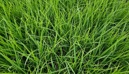 Fototapeta premium Close-up high-angle shot of a dense field of vibrant green grass blades
