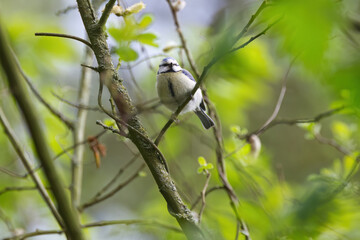 Obraz premium Blue tit looking down at the camera, cute blue tit on a branch against a green background, blue tit in a tree, green leaves in the background, idyllic place, idyllic scene, Cyanistes caeruleus