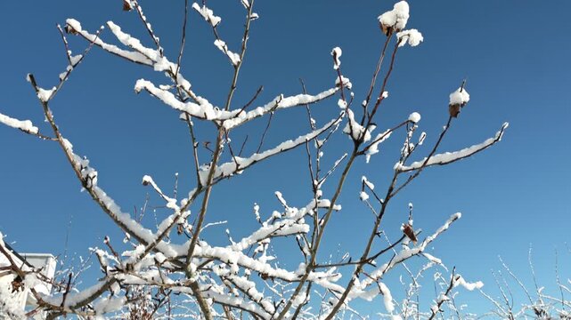Beautiful view of snow covered cherry tree branches on background of clear blue winter sky. Sweden.