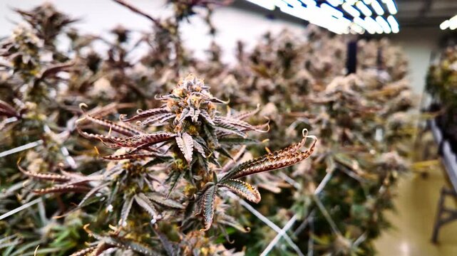 Close-up of a mature cannabis flower in an indoor grow, sparkling with trichomes under LED lights, with trellis support and blurred buds in the background.