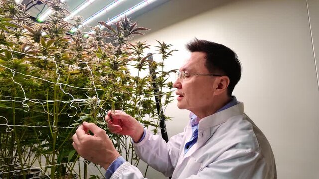 Scientist in a lab coat tends cannabis plants in an indoor grow, adjusting trellis netting under LED lights during cultivation research.