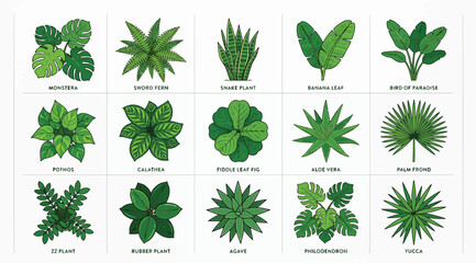 Set of various indoor house plants © S.Siam