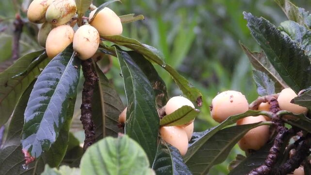 Loquats (Eriobotrya japonica) tree in the rain
