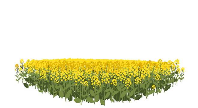 Vibrant yellow rapeseed flowers in a blooming summer field