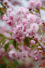 Fototapeta premium Delicate Sakura Blossom Close Up in Soft Spring Light, Beautiful Pink Cherry Flowers Blooming on Tree Branch, Romantic Nature Background