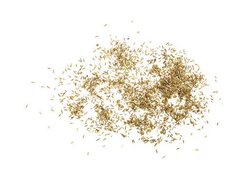 Top view of scattered cumin seeds isolated on Transparent background with copy space, minimal food ingredient texture for cooking and spice concepts.