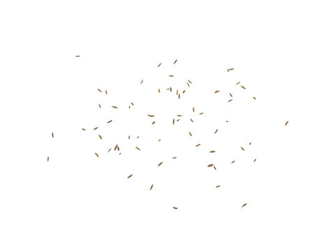 Scattered small brown cumin seeds On Transparent Background, top-down minimal studio shot.