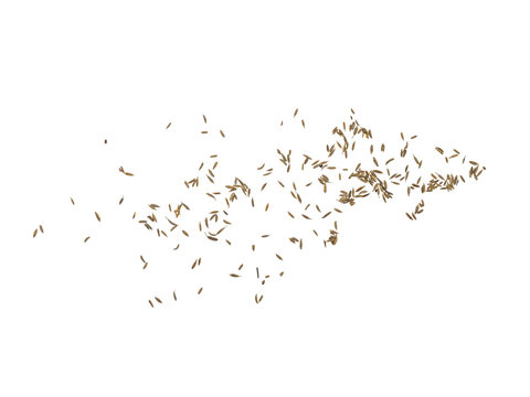 Top view of small cumin or caraway seeds scattered on Transparent background with copy space, minimal food ingredient concept.