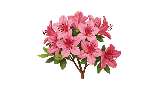 Pink azalea flower bush isolated on white background