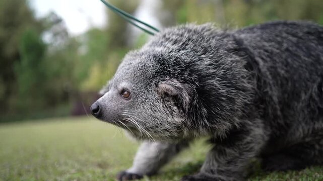 a javanesse binturong playing on the yard