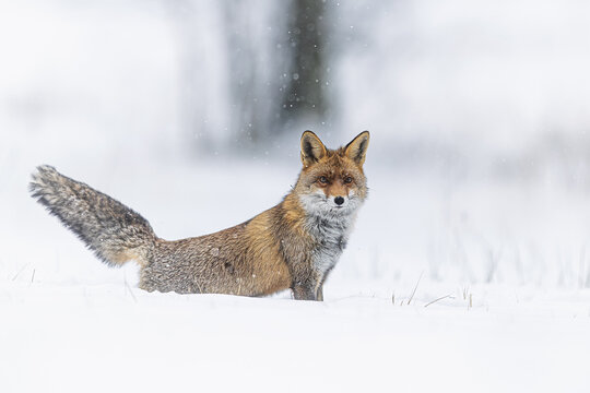 Red fox Vulpes vulpes standing upright in snow with watchful expression