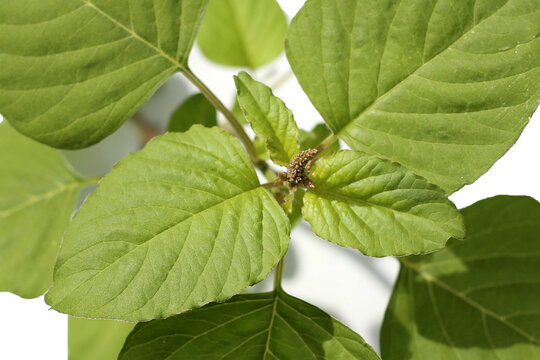 Green spinach leaves on a white background.