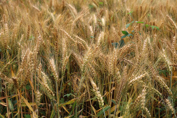 Fototapeta premium Golden wheat field ready for harvest in the countryside of China.