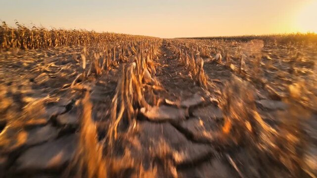 Drought cracked earth with dried corn stalks in a field during golden hour sunset, representing climate change and arid conditions