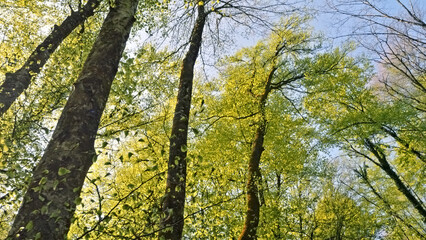 A woman hikes through a vibrant spring forest, sunlight filtering through budding green leaves, highlighting nature's renewal and the serene purity of the scene. © wkproduction