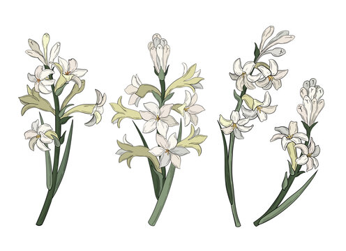 Vector set of floral elements, hand drawn tuberose flowers, botanical illustration.