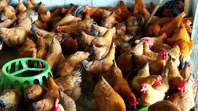 A dense flock of capons in a chicken coop at a chicken farm