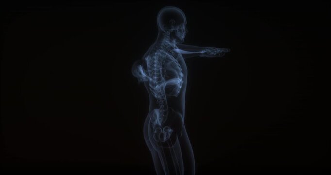 Brachialis muscle in human body. X Ray. Loop