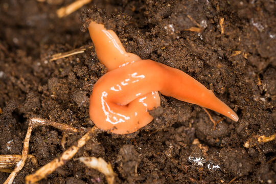 Close up of Australoplana sanguinea, also known as the Australian flatworm, which is a species of flatworm native to Australia. It has been locally introduced to New Zealand and is considered an invas
