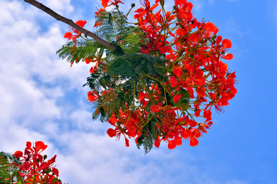 Elegant branch of a Gulmohar tree with bright red blossoms reaching into a clear blue sky. Minimalist tropical nature composition