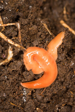 Close up of Australoplana sanguinea, also known as the Australian flatworm, which is a species of flatworm native to Australia. It has been locally introduced to New Zealand and is considered an invas