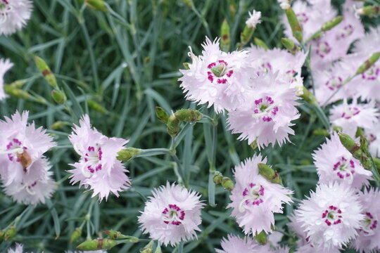 Water drops on light pink flowers of Dianthus plumarius in June
