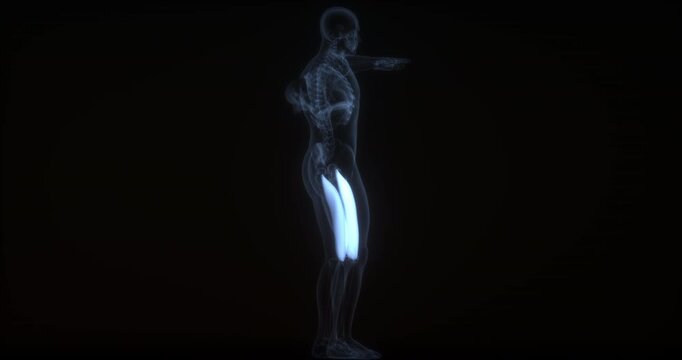 Vastus medialis muscle in human body. X Ray. Loop
