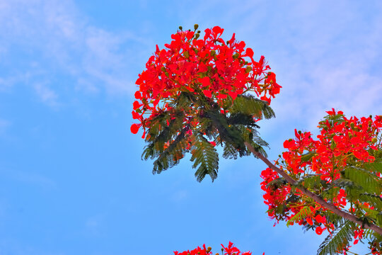 Elegant branch of a Gulmohar tree with bright red blossoms reaching into a clear blue sky. Minimalist tropical nature composition