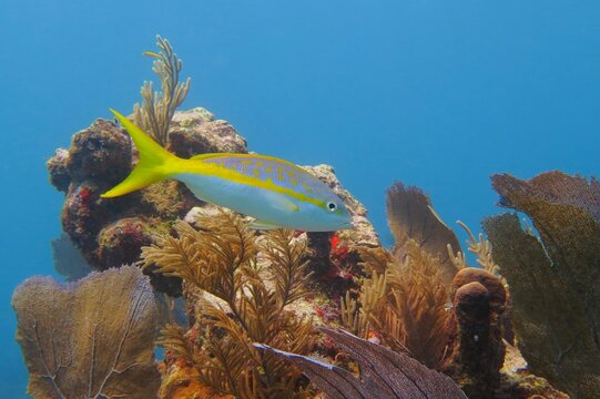Tropical silver yellow fish and coral reef in the blue sea. Colorful marine life. Underwater photography from scuba diving in the tropical ocean. Aquatic wildlife, corals and fish.