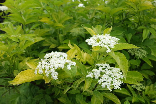 Three corymbs of white flowers of golden elderberry in mid June