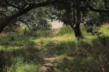 Fototapeta premium Path through a lush green forest with sunlight filtering through the trees in a tropical park.
