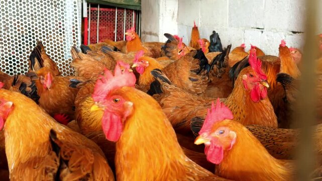 A dense flock of capons in a chicken coop at a chicken farm