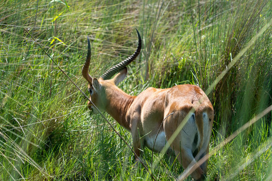 Red Lechwe Antelope in Tall Green Grass Rear View