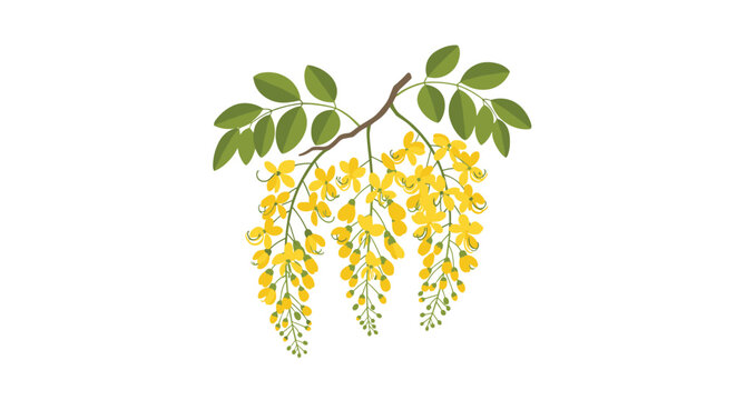 A small branch of bright yellow Cassia fistula flowers with green leaves hanging downwards isolated on a plain white background with soft warm lighting and tones.
